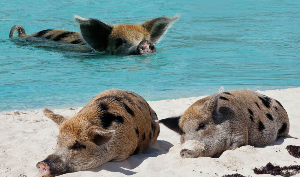 Pigs in Water