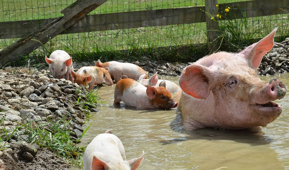 Pigs in Water